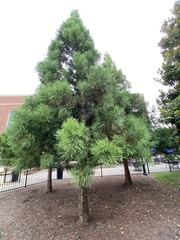 Cryptomeria