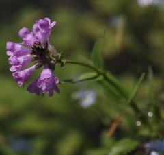 Physostegia parviflora