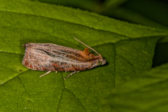 Olethreutes quadrifidum