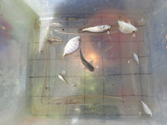 Citharichthys spilopterus