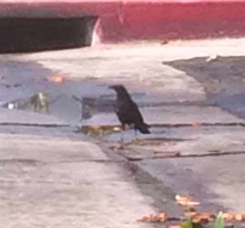 photo of American Crow (Corvus brachyrhynchos)