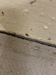 Thanasimus undatulus