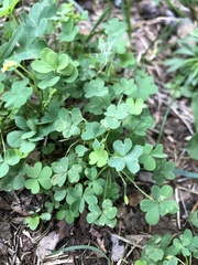 Oxalis stricta