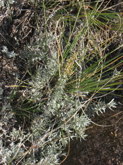 Artemisia carruthii