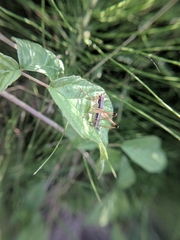 Pachytrachis gracilis