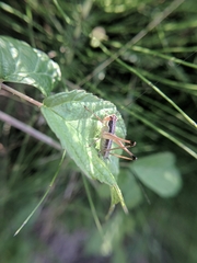 Pachytrachis gracilis