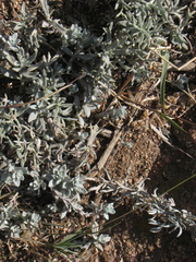 Artemisia carruthii