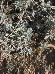 Artemisia carruthii