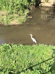 Ardea alba