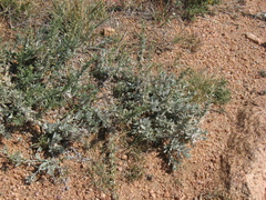Artemisia carruthii