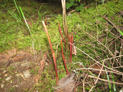 Corallorhiza maculata occidentalis