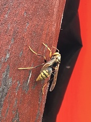 Polistes rothneyi