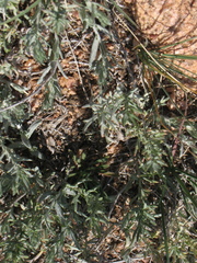 Artemisia carruthii