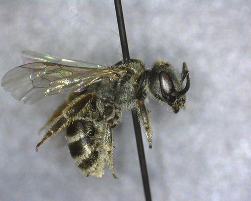 iNaturalist observation photo of Tripartite Sweat Bee