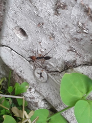 Odontomachus erythrocephalus