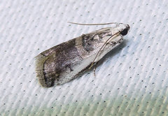 Acrobasis tumidulella