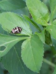 Alagoasa trifasciata