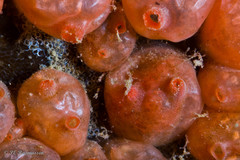 Dendrodoa grossularia