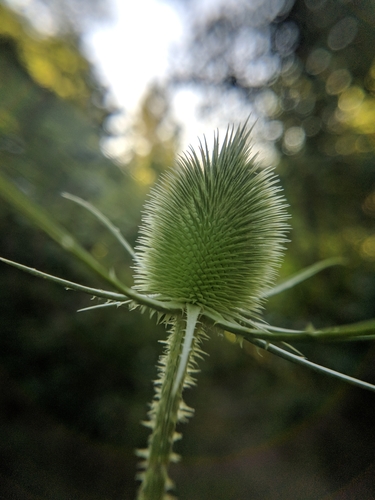 štetka lesná (Dipsacus fullonum)