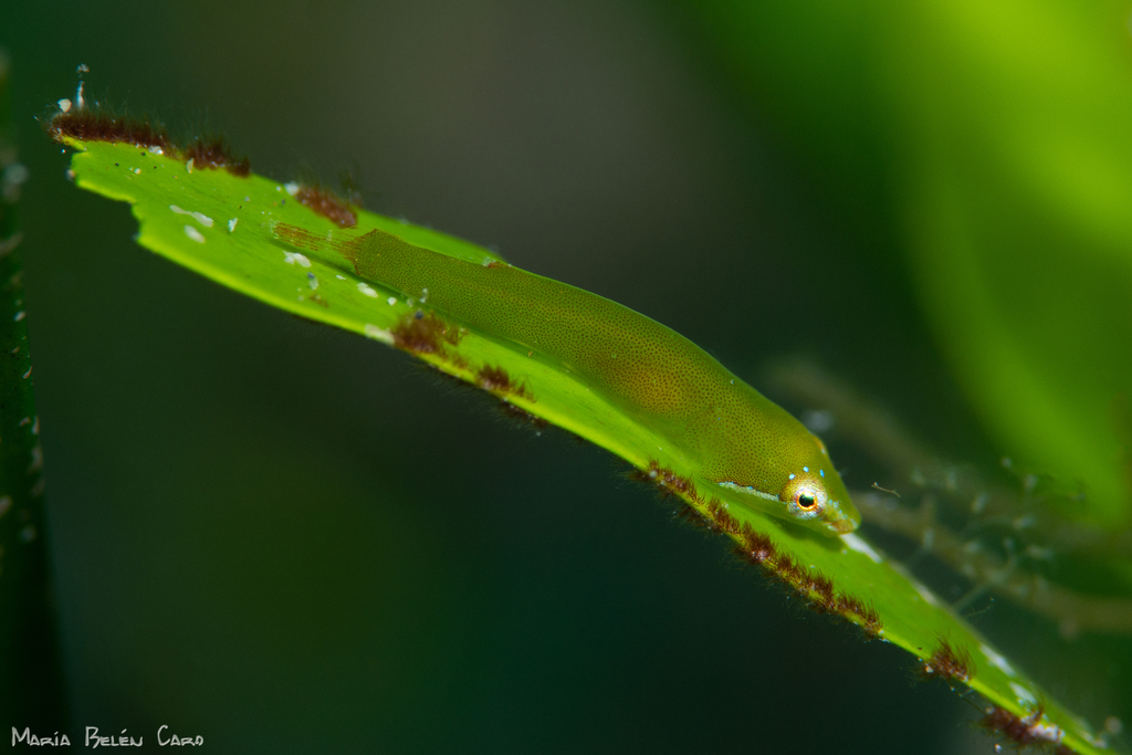 Cadenat's Clingfish