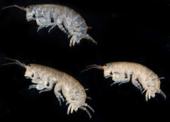 Traskorchestia traskiana