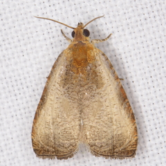 Olethreutes inornatana