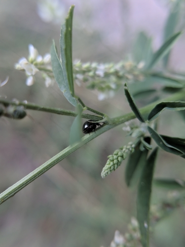 okrúhlička čierna (Coptosoma scutellatum)