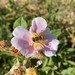 photo of California Wild Rose (Rosa californica)