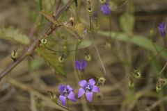 Campanula lusitanica
