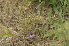 Campanula lusitanica