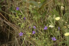 Campanula lusitanica