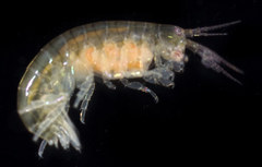 Ptilohyale plumulosus