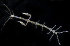 Caprella irregularis