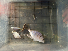 Bairdiella chrysoura