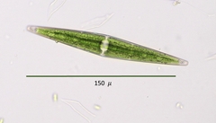 Closterium rectimarginatum