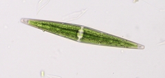 Closterium rectimarginatum