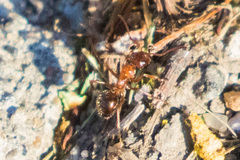 Formica vinculans