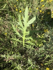 Silphium laciniatum laciniatum