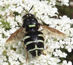 Stratiomys badia