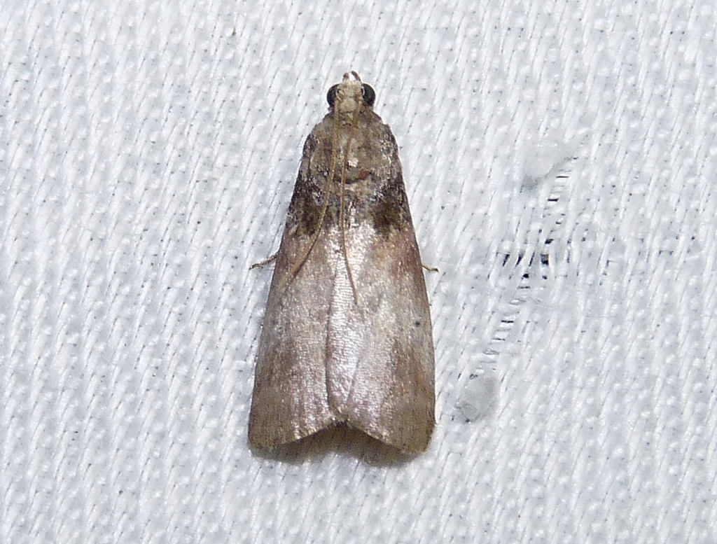 Acrobasis aurorella