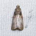 Acrobasis aurorella - Photo (c) Diane P. Brooks, some rights reserved (CC BY-NC-SA), uploaded by Diane P. Brooks
