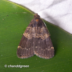 Hydrillodes nilgirialis