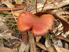 Cortinarius persplendidus