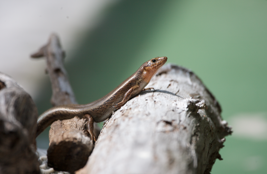 Bermuda Skink