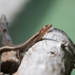 Bermuda Rock Lizard - Photo (c) Anonymous ebirder, some rights reserved (CC BY-SA), uploaded by Anonymous ebirder