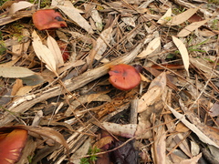 Cortinarius persplendidus
