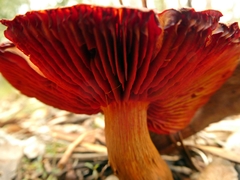 Cortinarius persplendidus