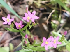 Zeltnera muehlenbergii