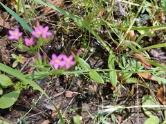 Zeltnera muehlenbergii