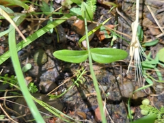 Zeltnera muehlenbergii